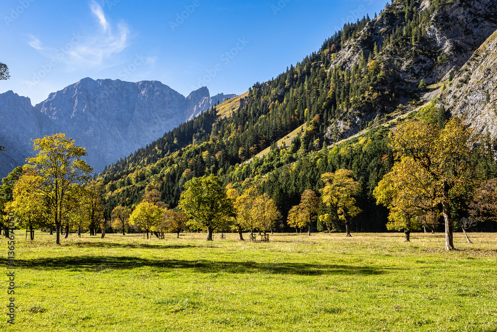 maple trees at Ahornboden, Karwendel mountains, Tyrol, Austria