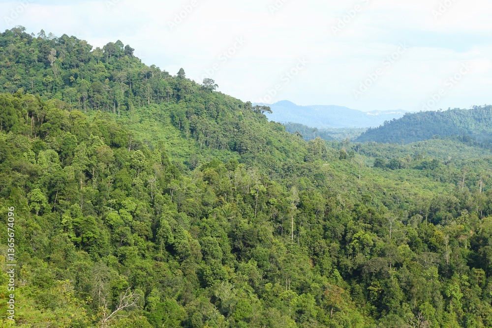 Rice Field or Paddy Field at Meratus Mountain, Borneo Rainforest, Indonesia. Rice Field or Paddy Field at Meratus Mountain, Borneo Rainforest, Indonesia.