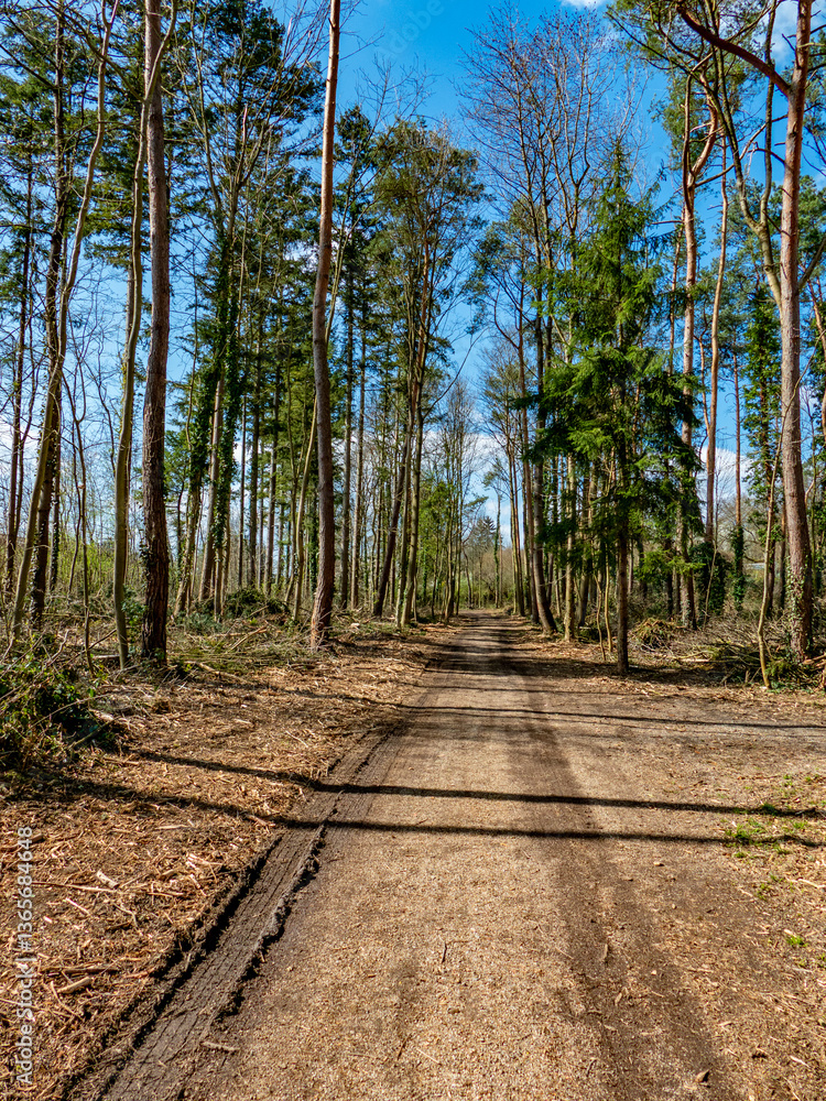 Fototapeta premium Abholzung eines Wäldchens im Frühjahr