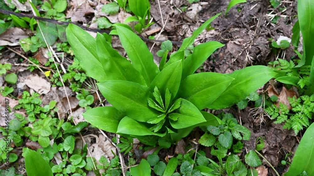 Wild garlic grows in the forest. Wild garlic grows in the forest.