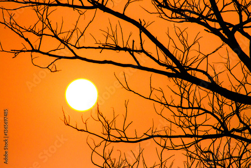 silhouette of a tree in sunset