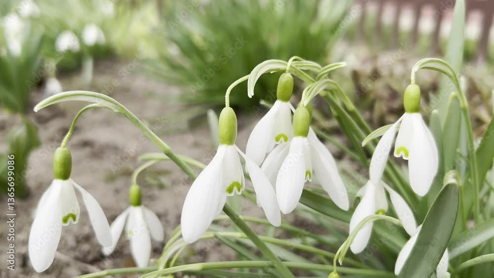 The snowdrop flowers are swaying in the wind. The concept of spring, flowers