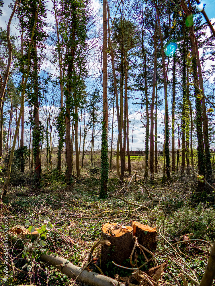 Abholzung eines Wäldchens im Frühjahr Abholzung eines Wäldchens im Frühjahr