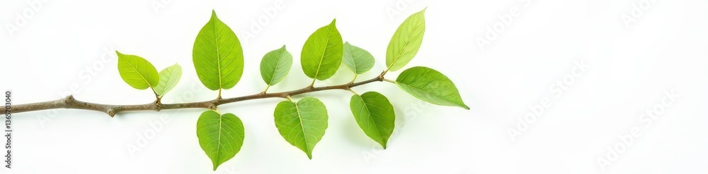 Fototapeta premium One branch with leaves against white background, realistic textures, realistic, green