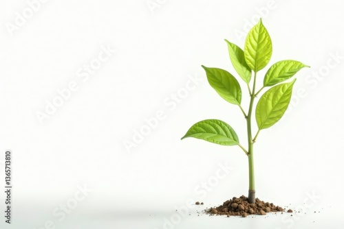 Wallpaper Mural Single, delicate sapling, isolated on pure white , new life, photography Torontodigital.ca