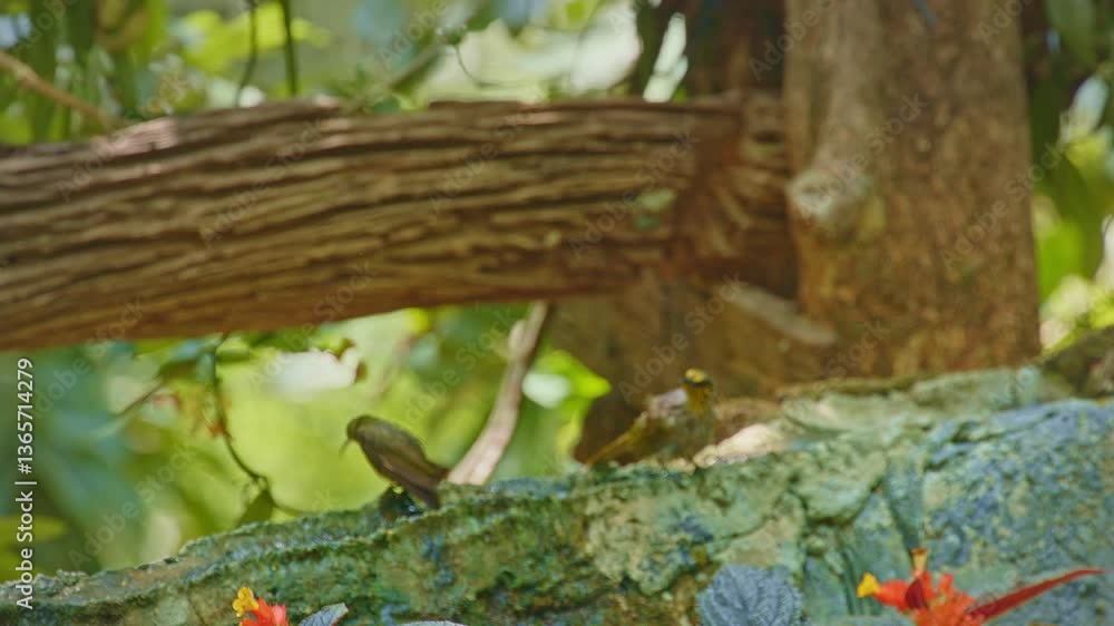 A delicate tropical bird with a long, curved beak perches on a mossy branch, shaking off water droplets in a vibrant jungle setting. The blurred green foliage and scattered water droplets A delicate tropical bird with a long, curved beak perches on a mossy branch, shaking off water droplets in a vibrant jungle setting. The blurred green foliage and scattered water droplets