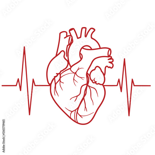 Anatomical Human Heart with ECG Line – Medical Vector Illustration.  High-quality red line art vector of a human anatomical heart with an electrocardiogram (ECG) pulse line. 