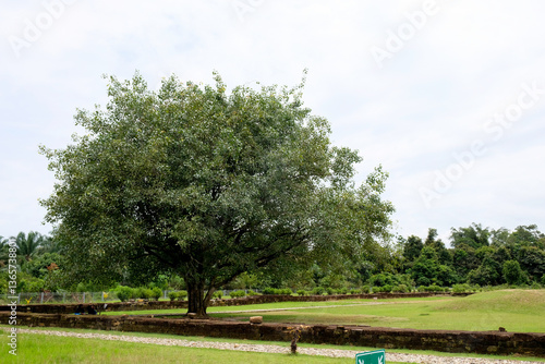 Wallpaper Mural Bodhi tree or Ficus religiosa at Muara Takus Temple complex in Riau. Torontodigital.ca