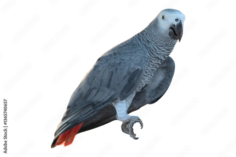 Fototapeta premium African grey parrot isolated on transparent background