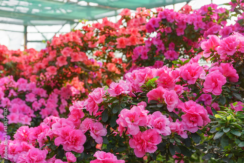 Wallpaper Mural Red and pink japan Azalea Ericaceae bush in full bloom, rhododendron flower background. Evergreen decorative plant outdoor or in orangery in botanical garden. Gardeining, plant breeding Torontodigital.ca