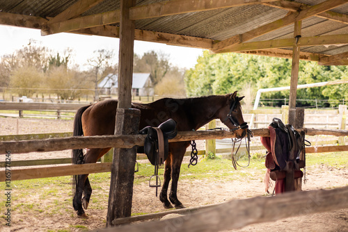 Cheval sur aire de pansage