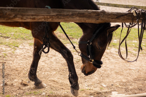 Cheval tête baissée 