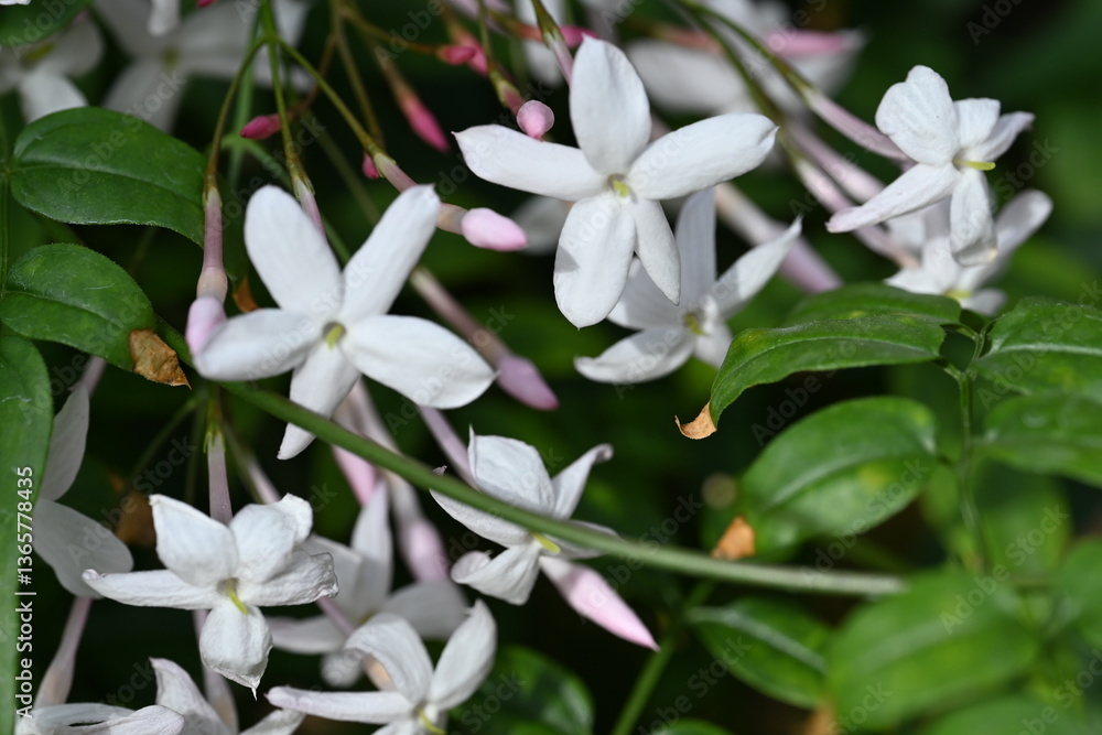 Obraz premium white flowers