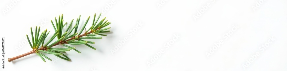 Fototapeta premium A small sprig of fir needles and tiny branches on white background, botanical, tree, plant