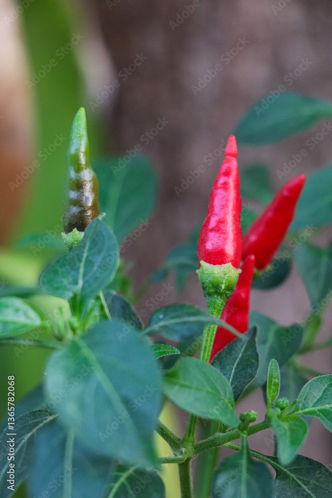 Red and Green Chili Peppers Growing on Plant Red and Green Chili Peppers Growing on Plant