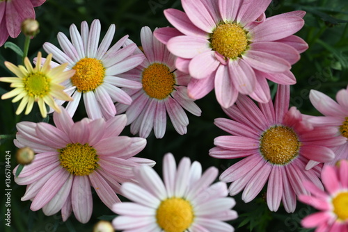 pink and white daisies