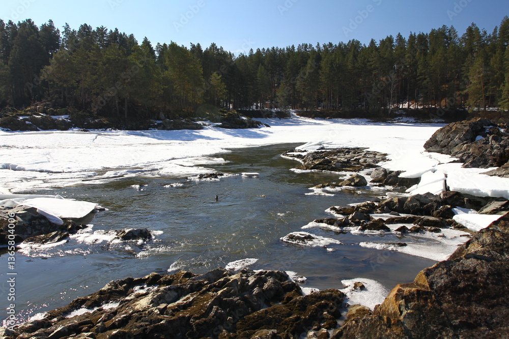Obraz premium Winter landscape with snow-covered forest and river in the Altai mountains. Manzherok is a rural locality in Altai Republic.