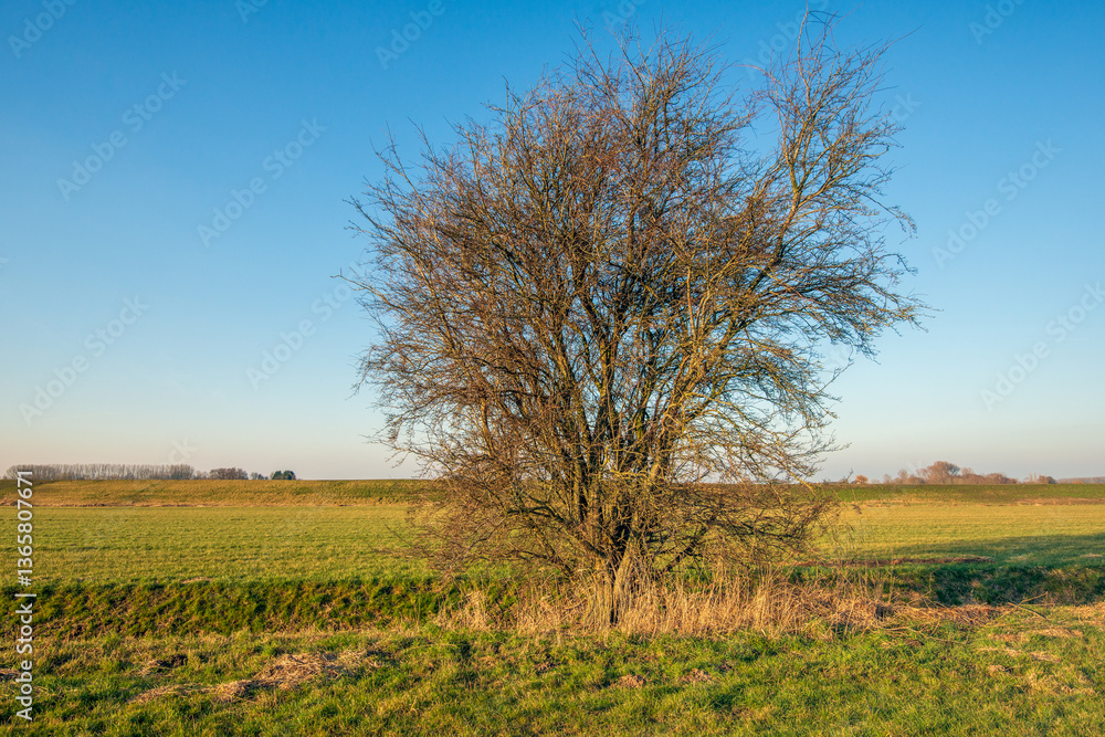 Large bush with bare branches next to a ditch in a rural area. The branches contrast against the clear blue sky. The photo was taken on a sunny day in the Dutch winter season.