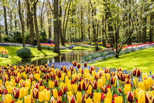 Flowerbeds or colorful spring flowers at Keukenhof gardens, Holland.