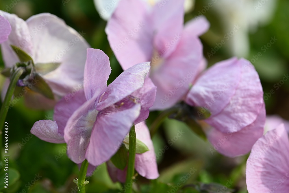 Fototapeta premium close up of a pink flower