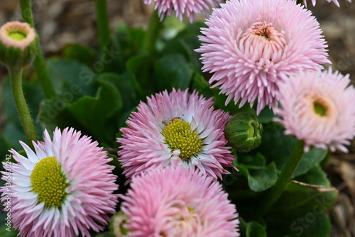 pink chrysanthemum flowers