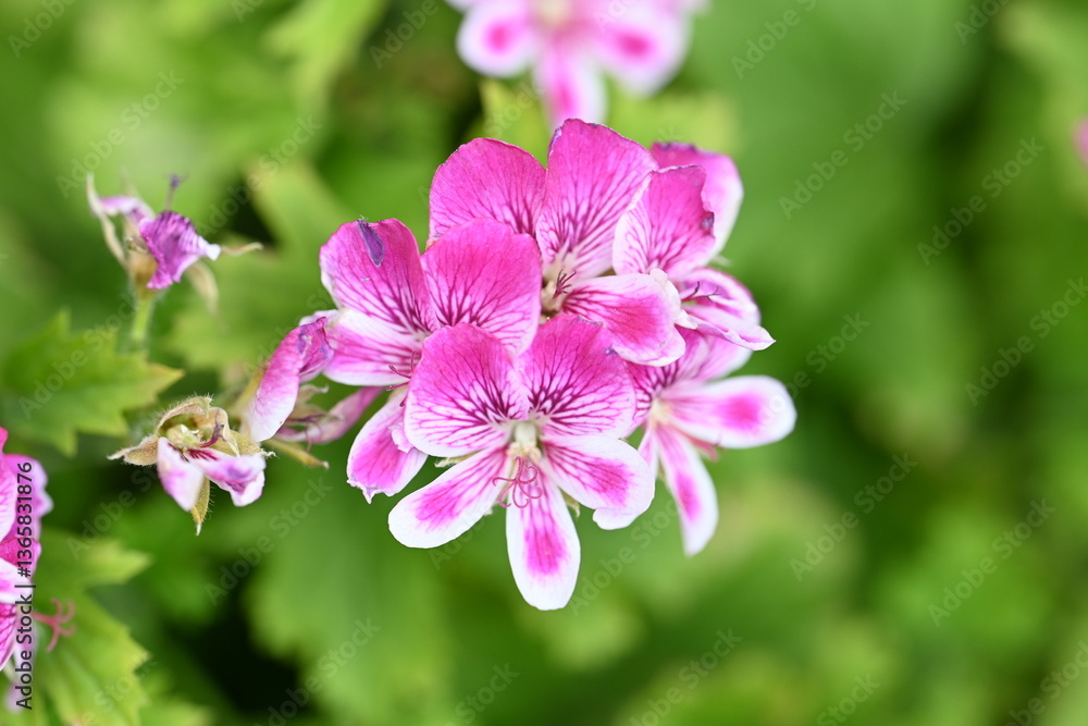 pink and white flowers pink and white flowers