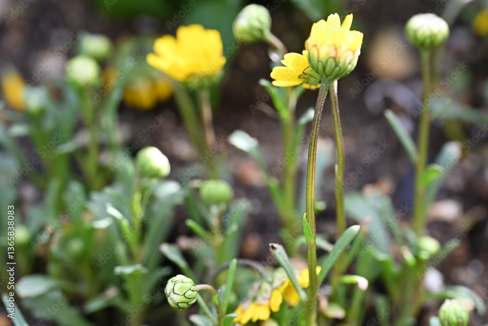 Obraz premium yellow spring flowers