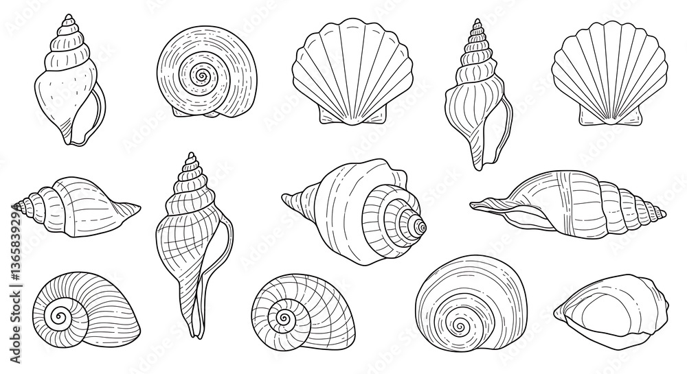 Seashell Collection Assortment Hand Drawn Black Line Art Illustration Seashell Collection Assortment Hand Drawn Black Line Art Illustration