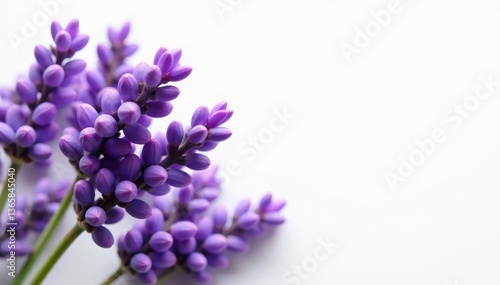 Close-up of vibrant lavender flowers on white , detail, beautiful