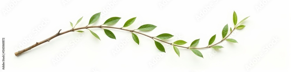 Fototapeta premium Long curved branch with leaves isolated on white background, abstract, minimalist