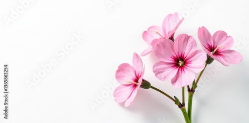 Delicate pink limonium sprig, isolated on white , floral, beauty
