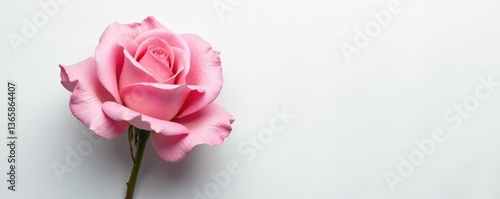 Single light pink rose with water droplets; clean white backdrop, top view , gift, pastel, bright