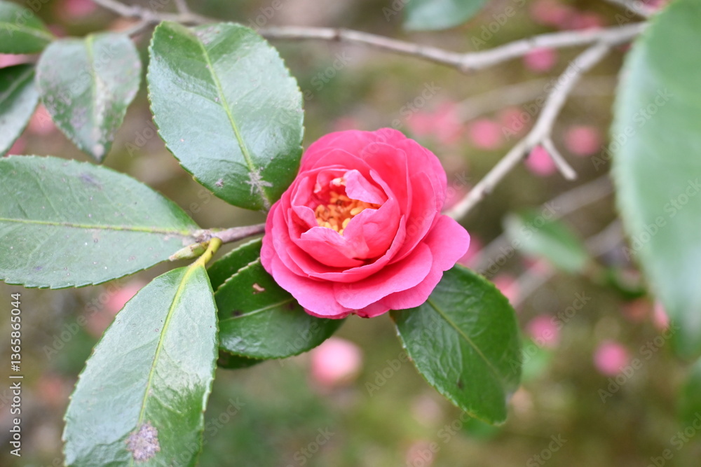 Obraz premium red flower in garden