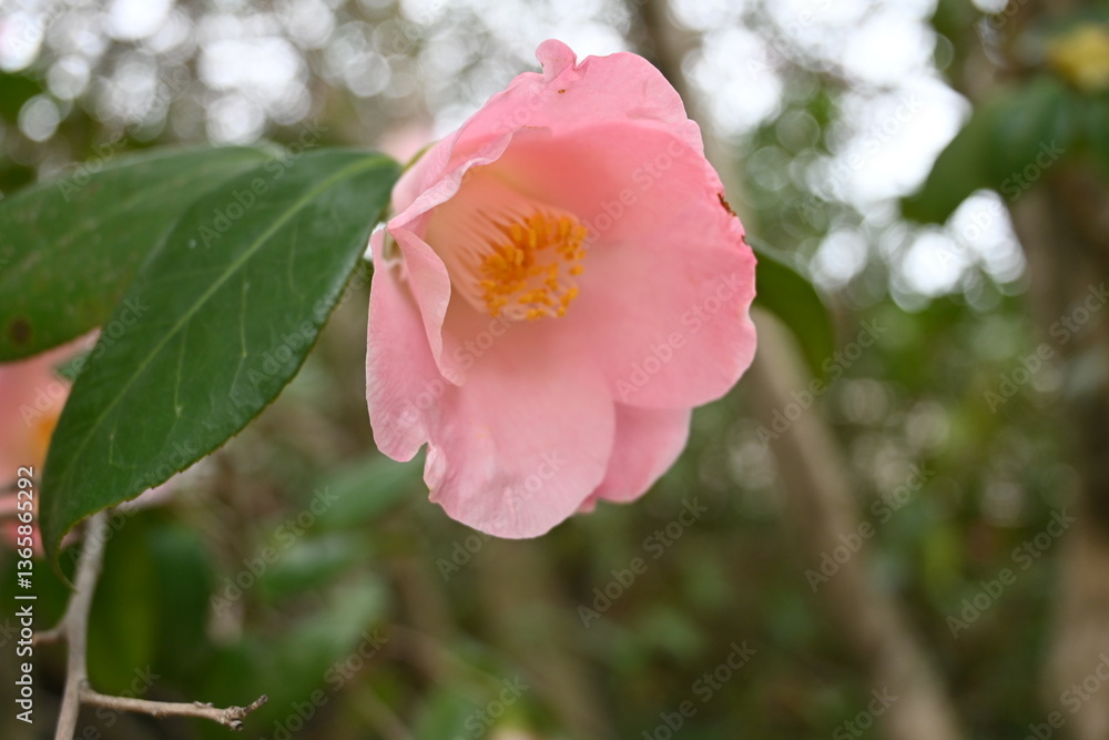 Obraz premium pink flower 