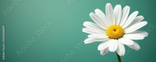 Single Marguerite daisy, vibrant white petals, isolated , texture, marguerite daisy, white