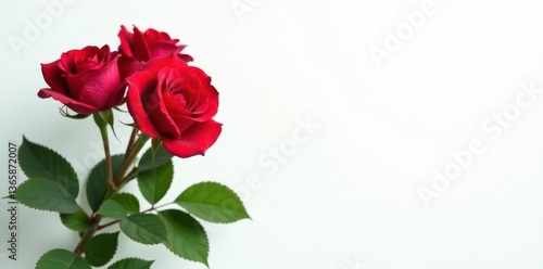 Two vibrant red roses, lush green leaves, pristine white background , romance, floral, leaves