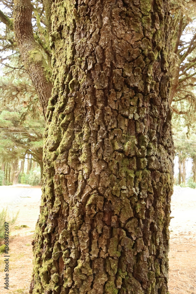 Obraz premium Rugged pine trunks in El Hierro, Canary Islands, Spain