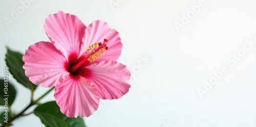 Delicate pink hibiscus blossom, vibrant petals, white backdrop, texture, isolated