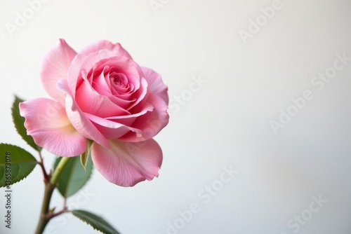 Delicate pink rose blossom, pristine white backdrop , floral design, vibrant
