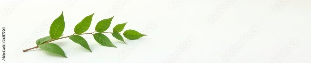 Single stem with leaves against a pure white background, leaf, green, minimalist Single stem with leaves against a pure white background, leaf, green, minimalist