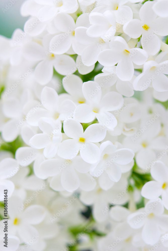 Blooming lilac flowers. Abstract background. Macro photo.