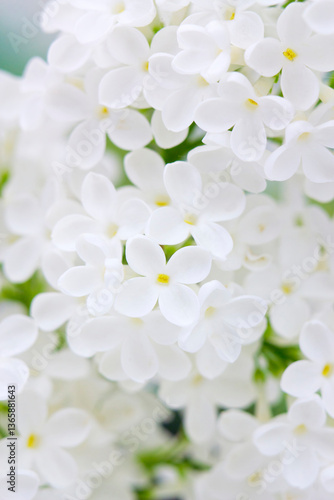 Blooming lilac flowers. Abstract background. Macro photo.