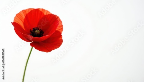 Single red poppy, vibrant petals, white backdrop, field poppy, botanical, blossom