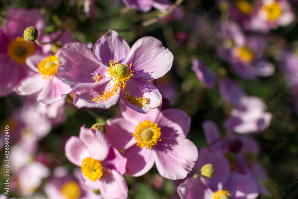 anemone flowers in the garden - close up