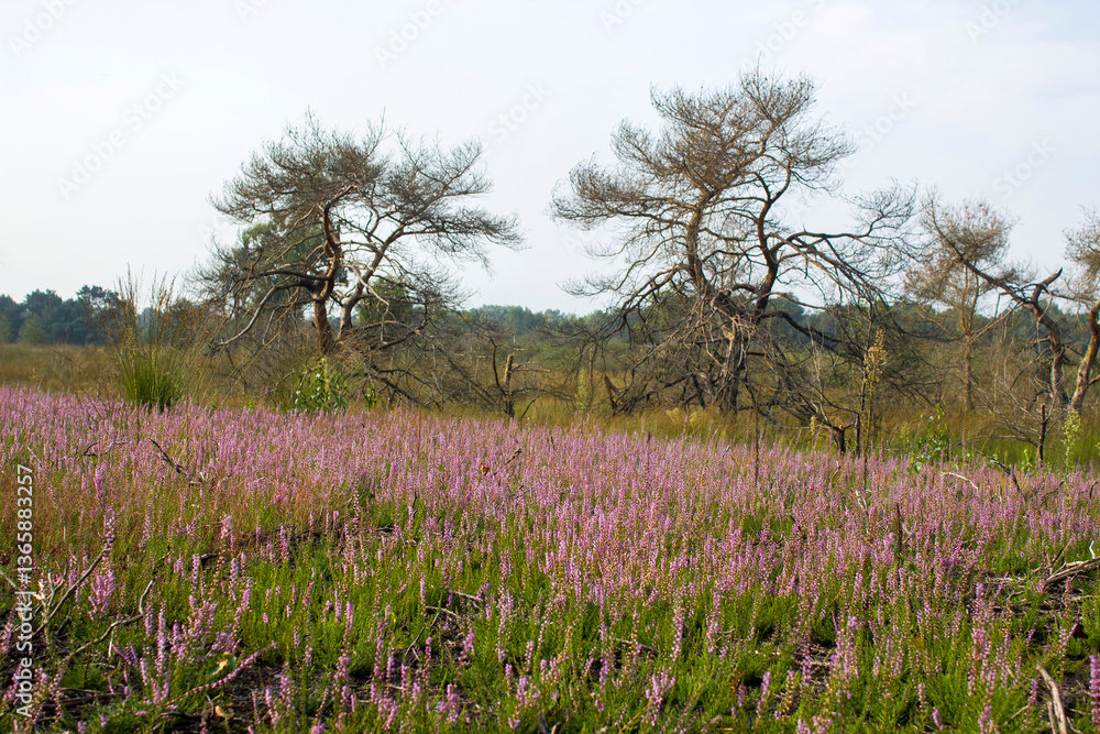 Heathland in National Park Maasduinen in the Netherlands