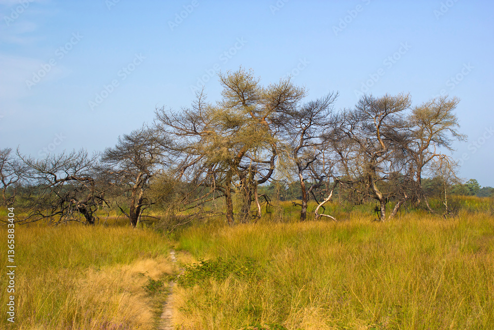Heathland in National Park Maasduinen in the Netherlands
