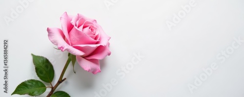 Single light pink rose with water droplets; clean white backdrop, top view , gift, spring
