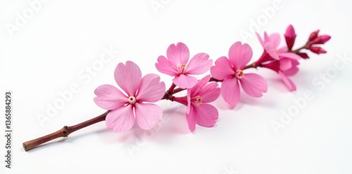 Single pink limonium branch, pure white backdrop , macro, white