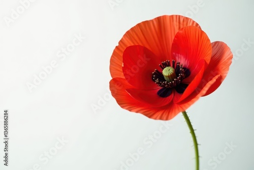 Single red poppy, delicate petals, white background, blossom, closeup