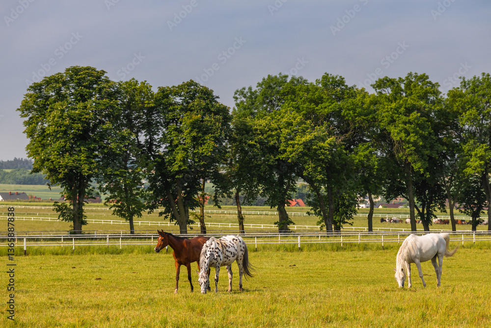 Horses standing peacefully in the paddock at Michałów stud. Majestic Arabian beauties graze on lush green grass, bathed in warm sunlight, creating a serene and picturesque rural scene of elegance and